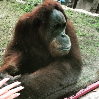 Orangutan 