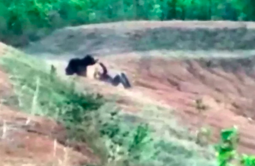 Man Dies After Bear Selfie Attack