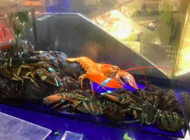 Orange Lobster