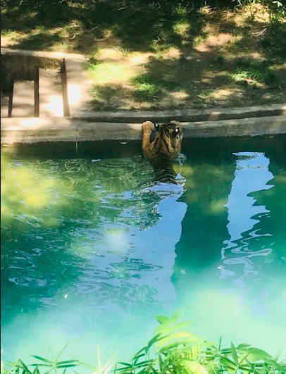 Tiger In The Water