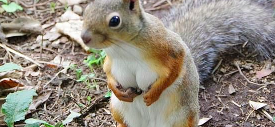 Squirrel Boobs