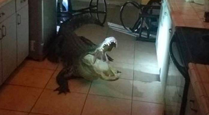 Alligator in the Kitchen