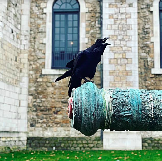 London Raven