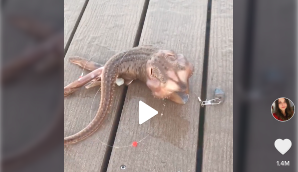 Man Catches Bizarre Fish