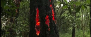 Flaming Claw Marks on Tree