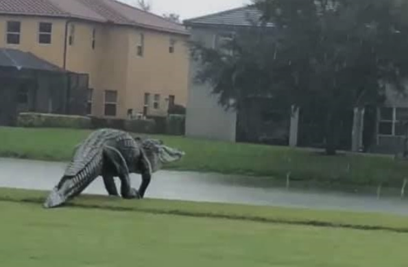 Giant Gator On Golf Course