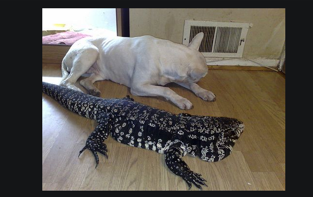 Tegu Get This Big