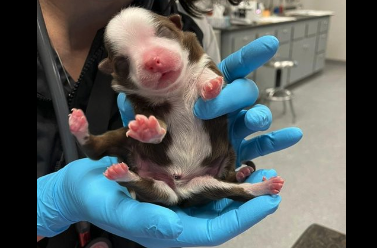 Puppy With Six Legs