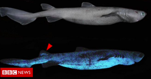 Glow in the Dark Shark