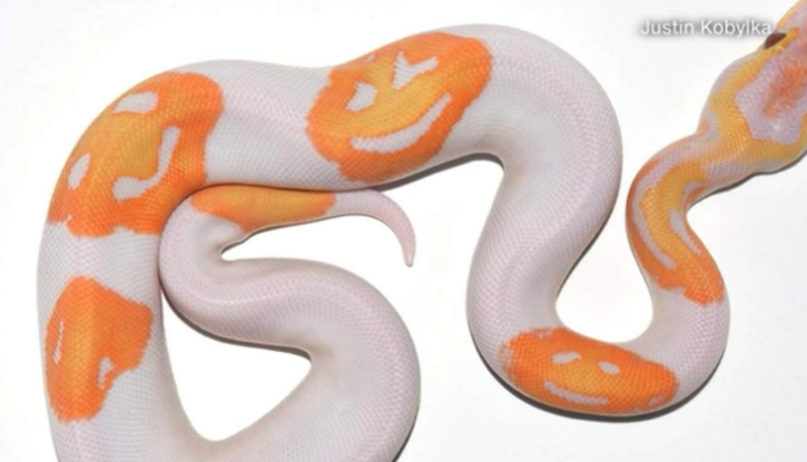 Smiling Emoji Snake For Sale