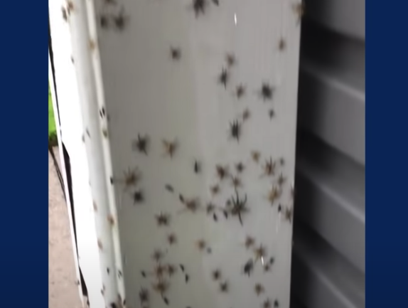 Spiders Flee From NSW Flooding