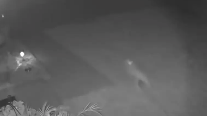 Dinosaur Caught On Security Camera