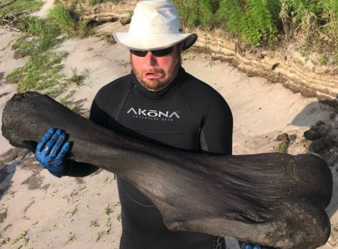 Mammoth Bone Found In Florida