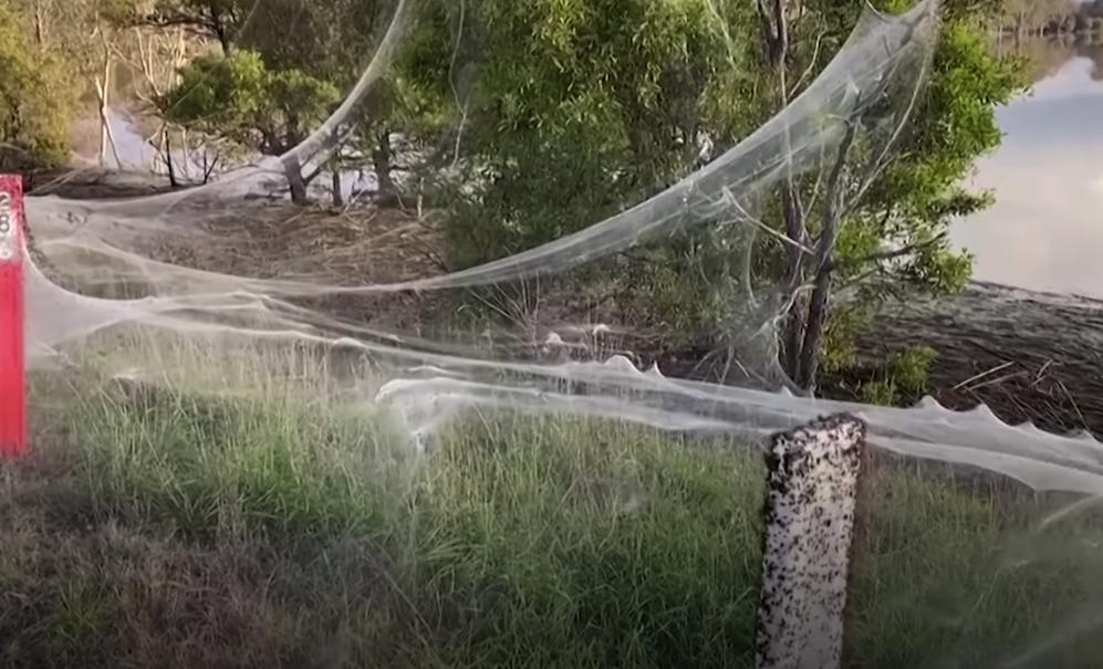 Spider Webs Everywhere In Australia