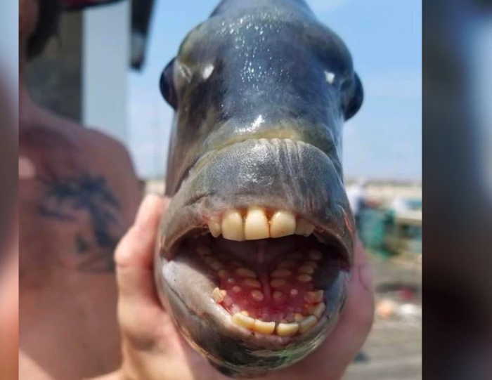 Fish With Teeth Goes Viral