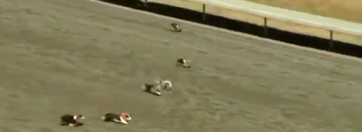 Corgi Racing on ESPN!