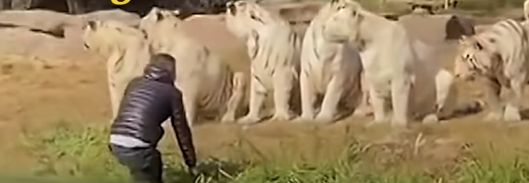 Man Confronts White Tigers!