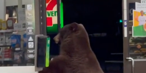 Bear in 7-Eleven!