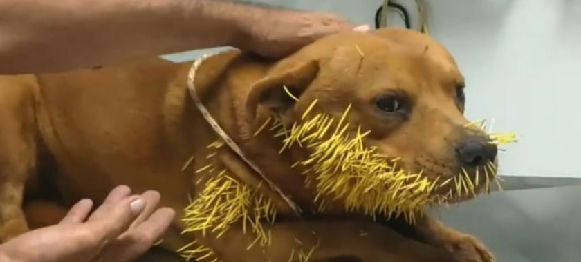 Dog vs Porcupine!