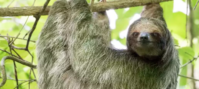 Kid Zip-Lines Into Sloth!