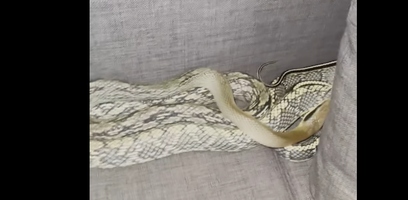 7ft Snake Found in Couch!