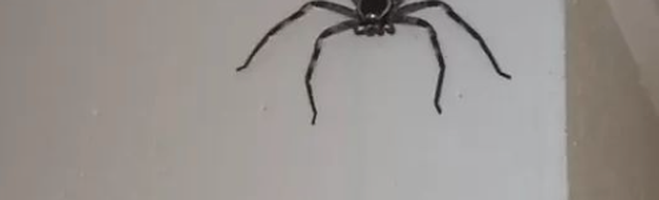 Pet Huntsman Spider?