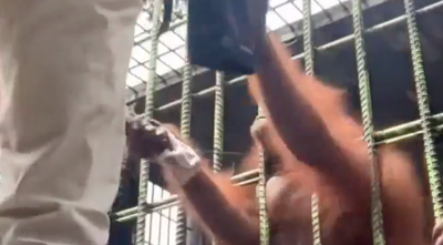 Orangutan Grabs Man!