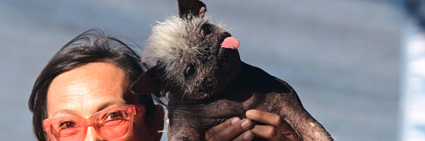 World's Ugliest Dog 2022