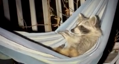 Raccoon Chilling in Hammock!