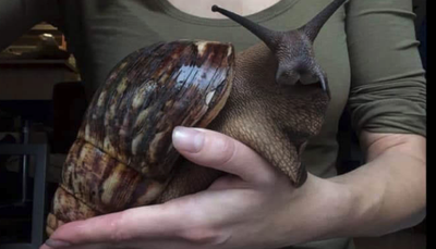 Giant Snails Invade Miami