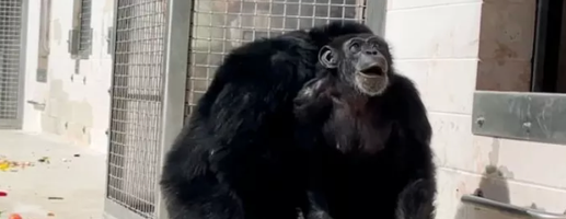 Chimp Sees Sun for First Time!