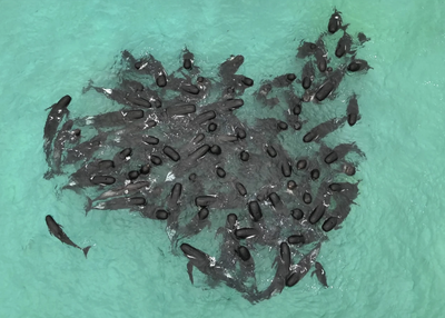 Mystery Whales In Australia