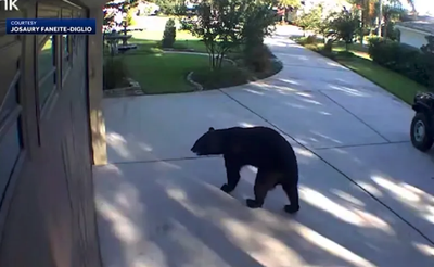 Three Legged Bear