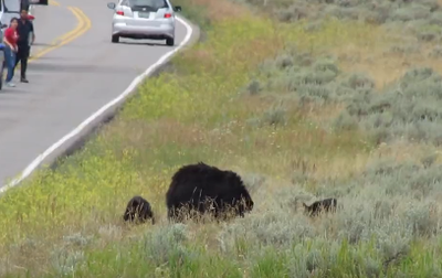 Family Runs To Meet Bears