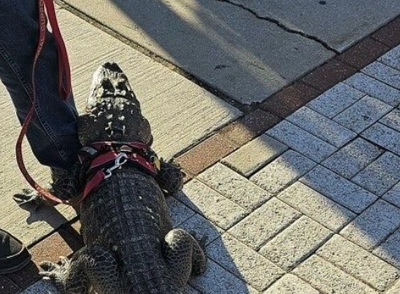 Alligator At Phillies Game