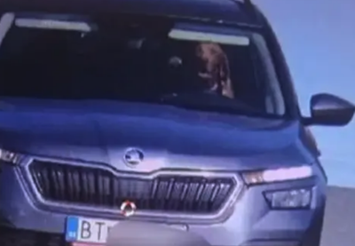 Dog Caught Driving Car