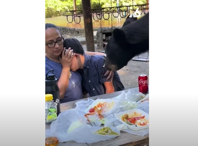 Bear Eats Picnic Lunch