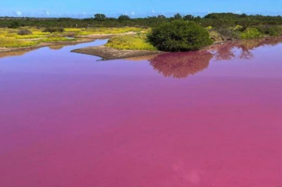 Hawaii Pond Turns Pink