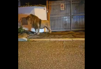 Lion Escapes Italian Circus