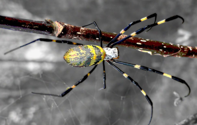 Venomous Flying Spiders