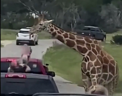 Giraffe Takes Baby