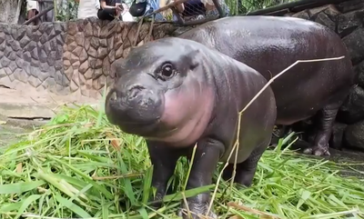 Baby Pygmy Hippo