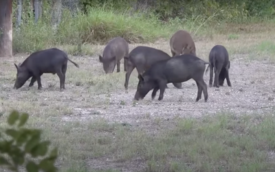 Feral Hogs Overrun Town