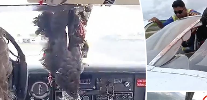 Vulture Hits Plane