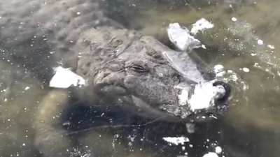 Frozen Florida Alligator