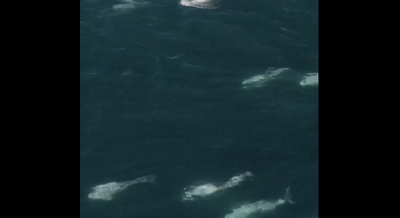 Massive Pod Of Dolphins