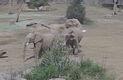 Elephants React To Earthquake