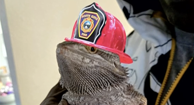 Bearded Dragon Fire Saver