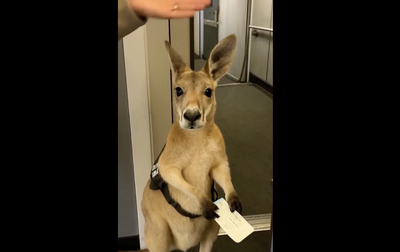 Kangaroo Airport Video