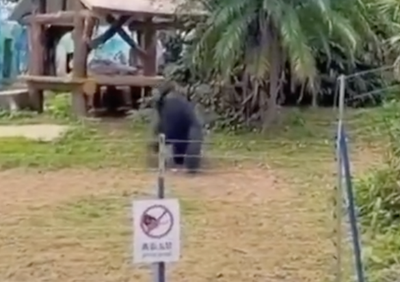 Gorilla Throws Capybara